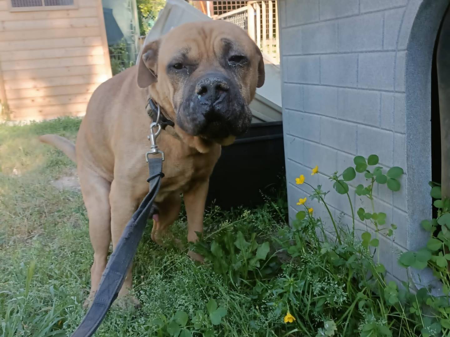 Adotta un cane, taglia grande, maschio, Napoli