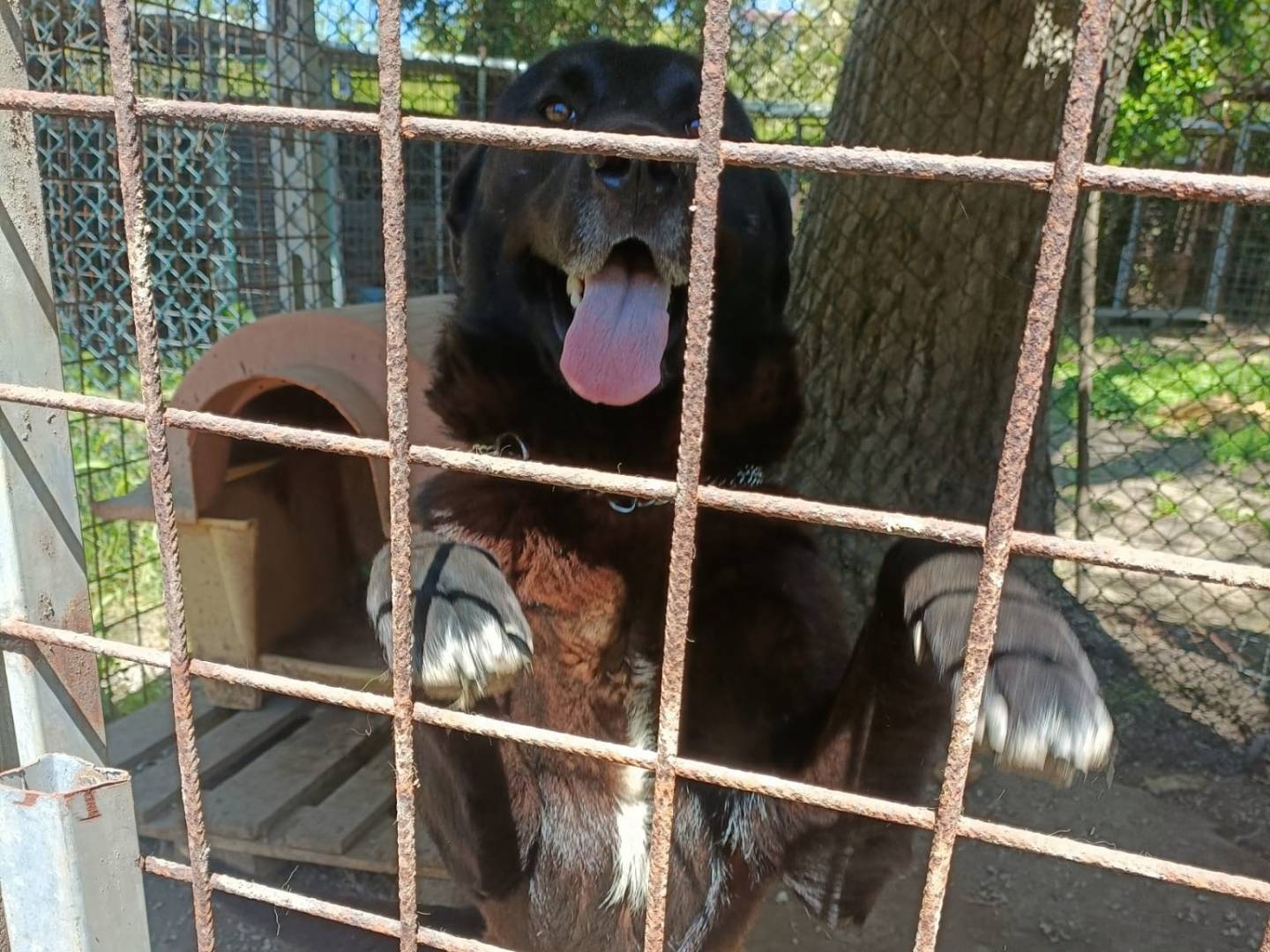 Adotta un cane, maschio, 3 anni, Napoli