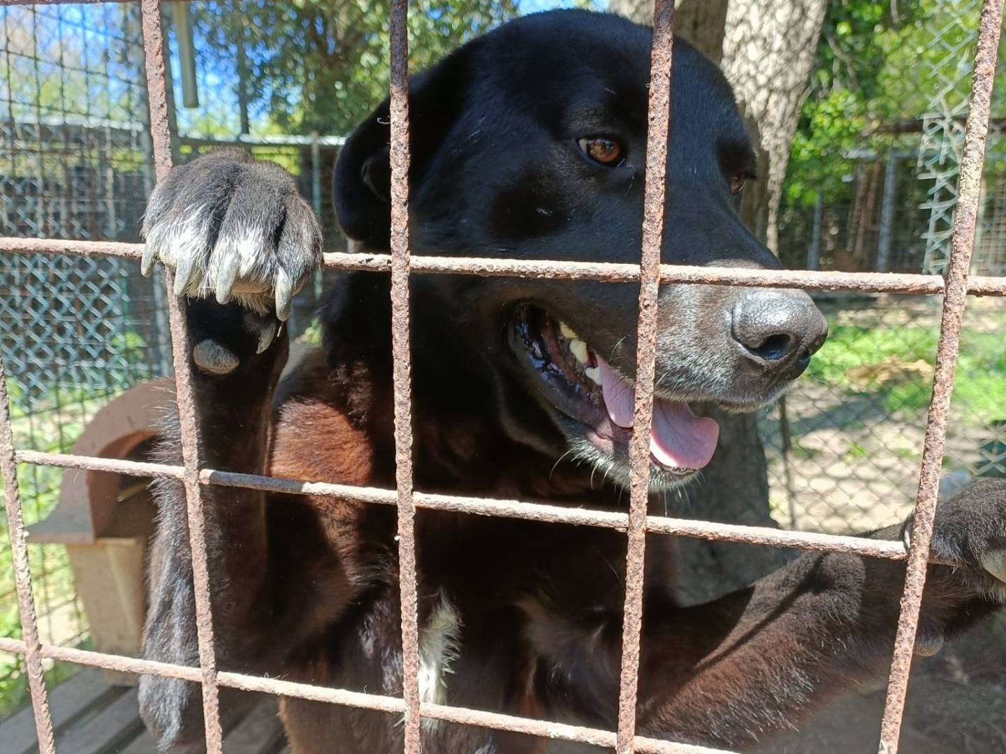 Adotta un cane, taglia media, maschio, Napoli