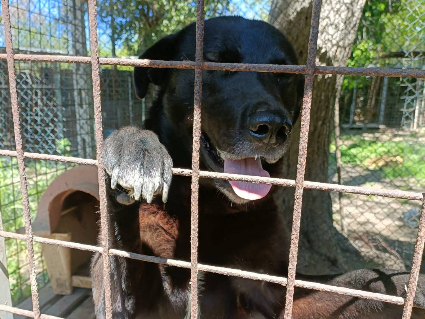 Vuoi adottare un cane a Napoli?