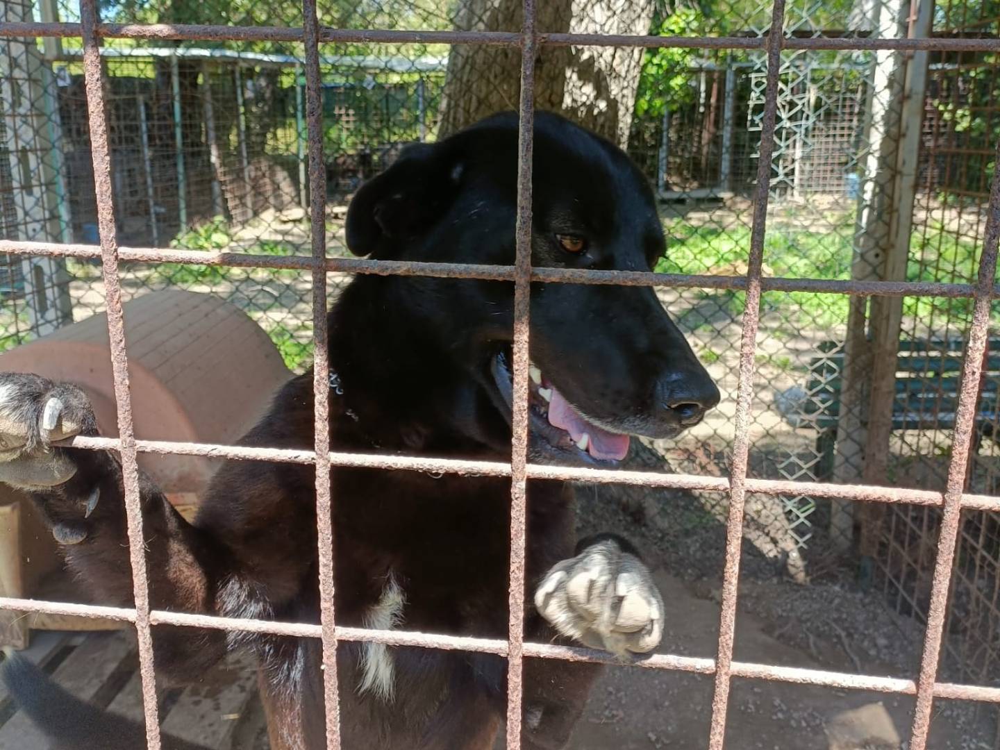 Adotta il cane Orso a Napoli