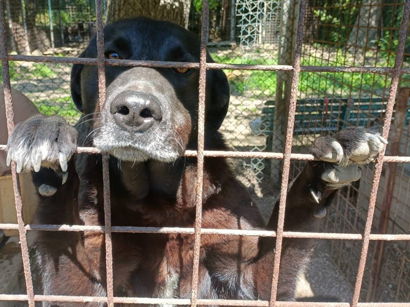 Adozione cane, maschio, Razza sconosciuta Razza sconosciuta, 3 anni, taglia media, Napoli