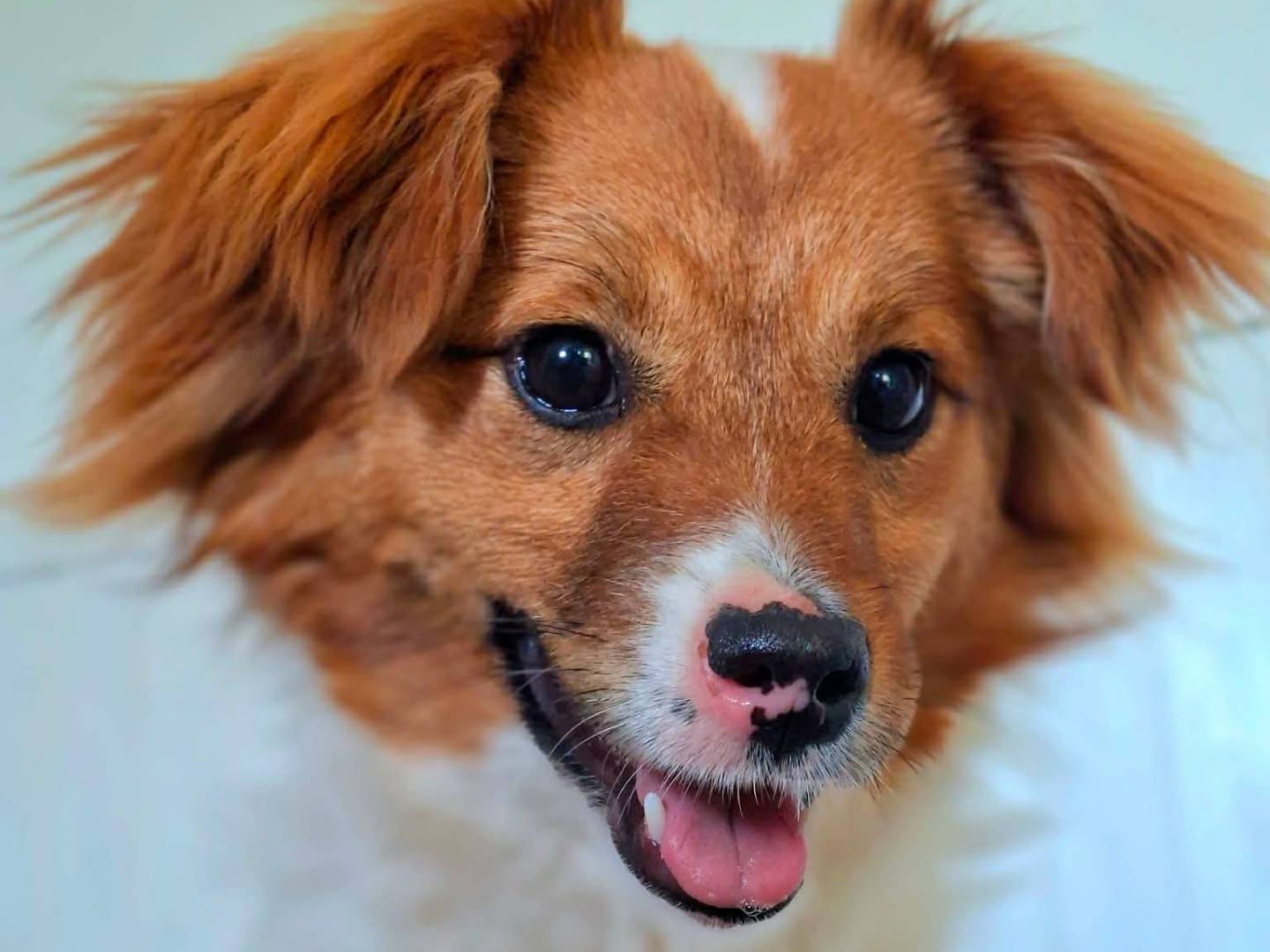 Adozione cane, femmina, Razza sconosciuta Razza sconosciuta, 5 mesi, taglia media contenuta, Firenze