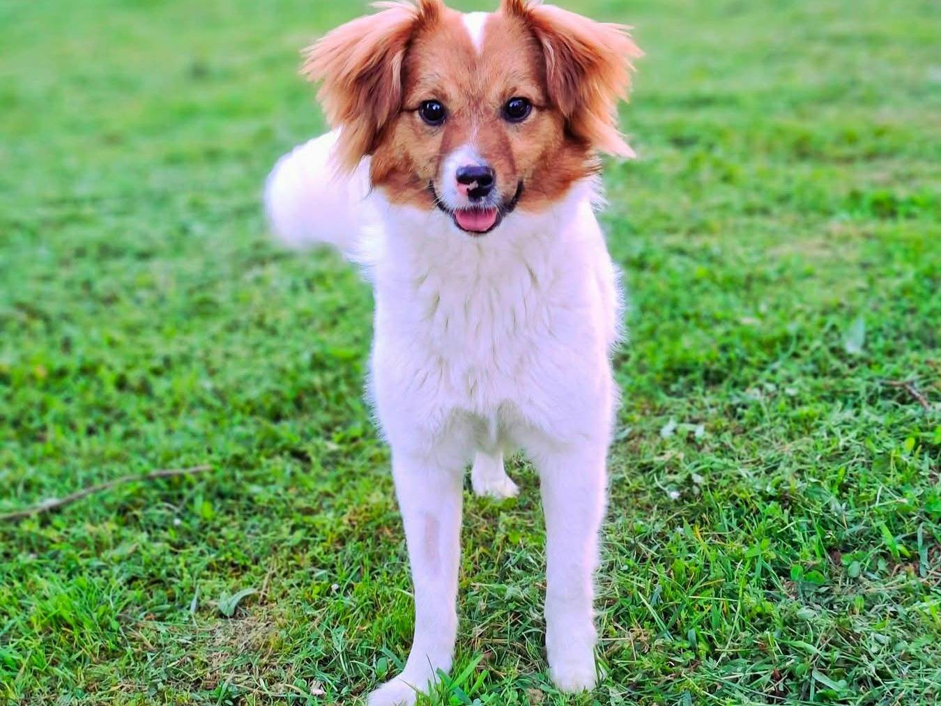 Adotta il cane VIVIAN a Firenze