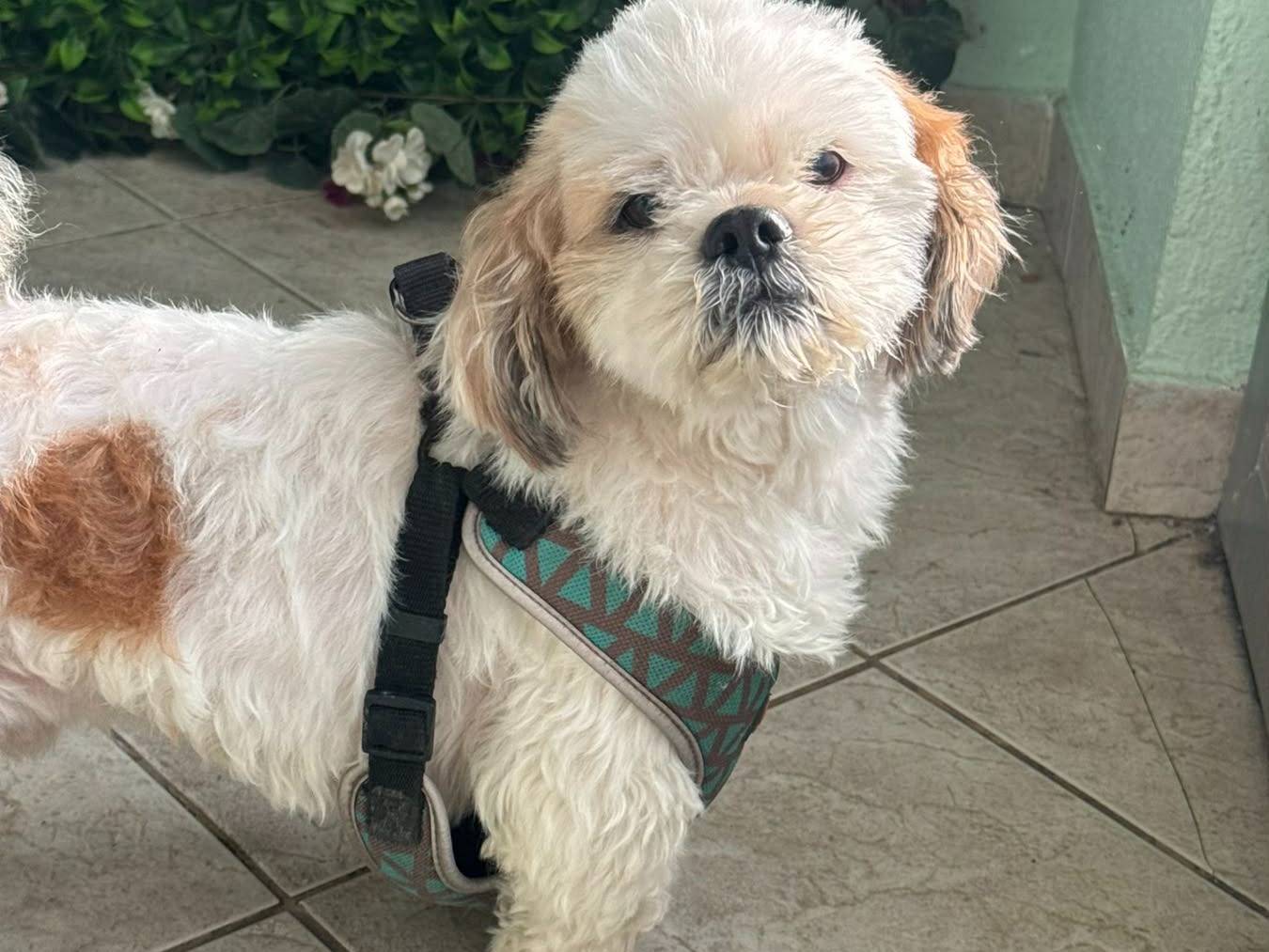 Vuoi adottare un cane a Firenze?