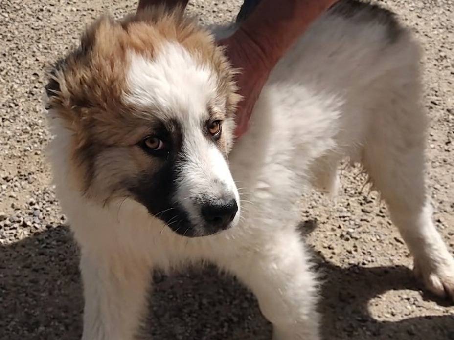 Adozione cane, maschio, Pastore maremmano Razza sconosciuta, 3 mesi, taglia grande, Varese