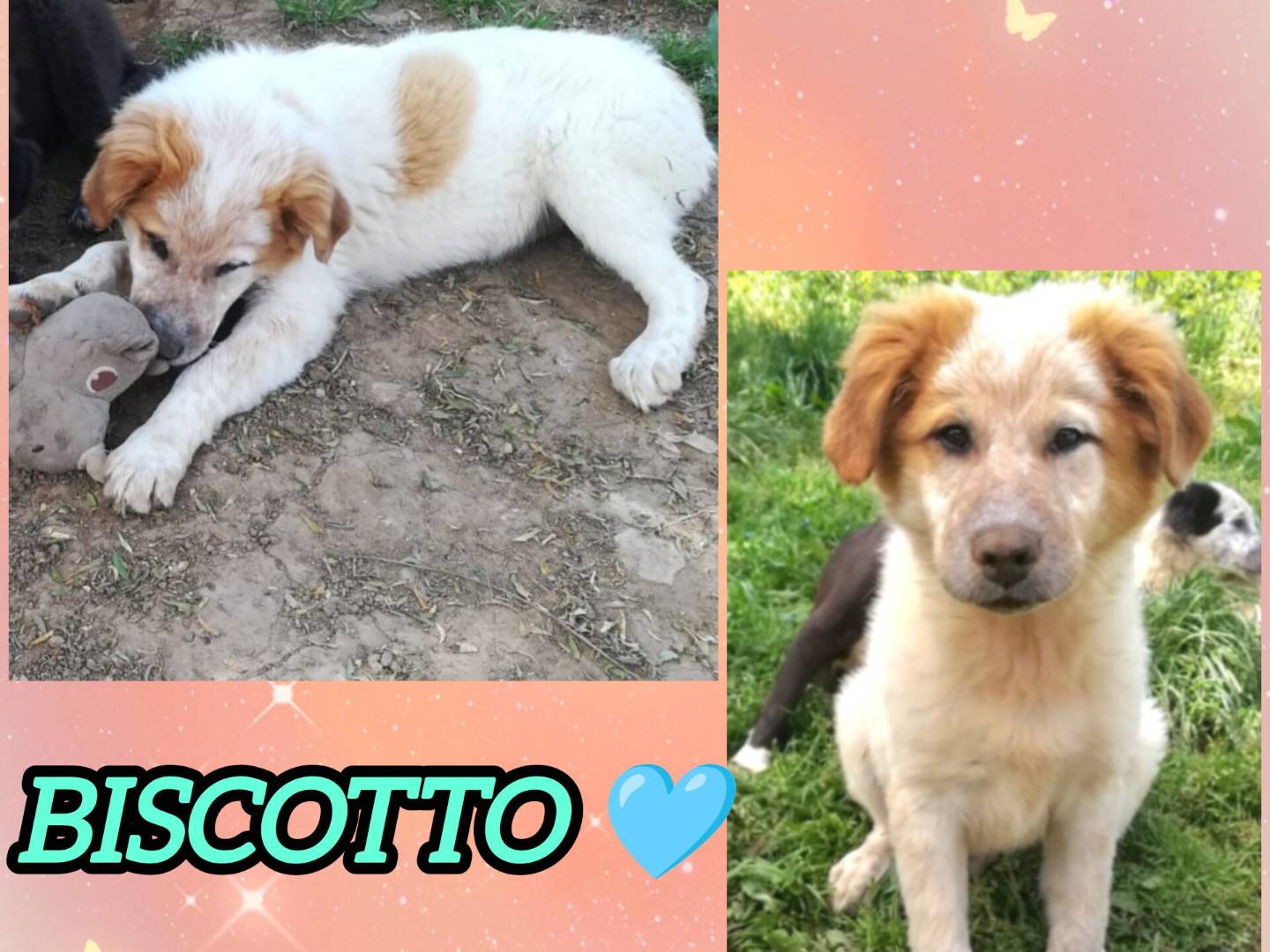 Adozione cane, maschio, Golden Retriever Pastore maremmano, 4 mesi, taglia grande, Varese