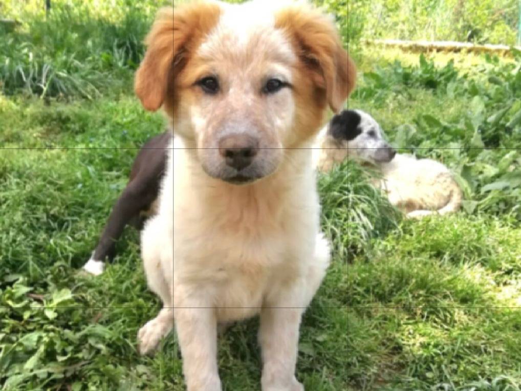 Adotta un cane, maschio, 4 mesi, Varese
