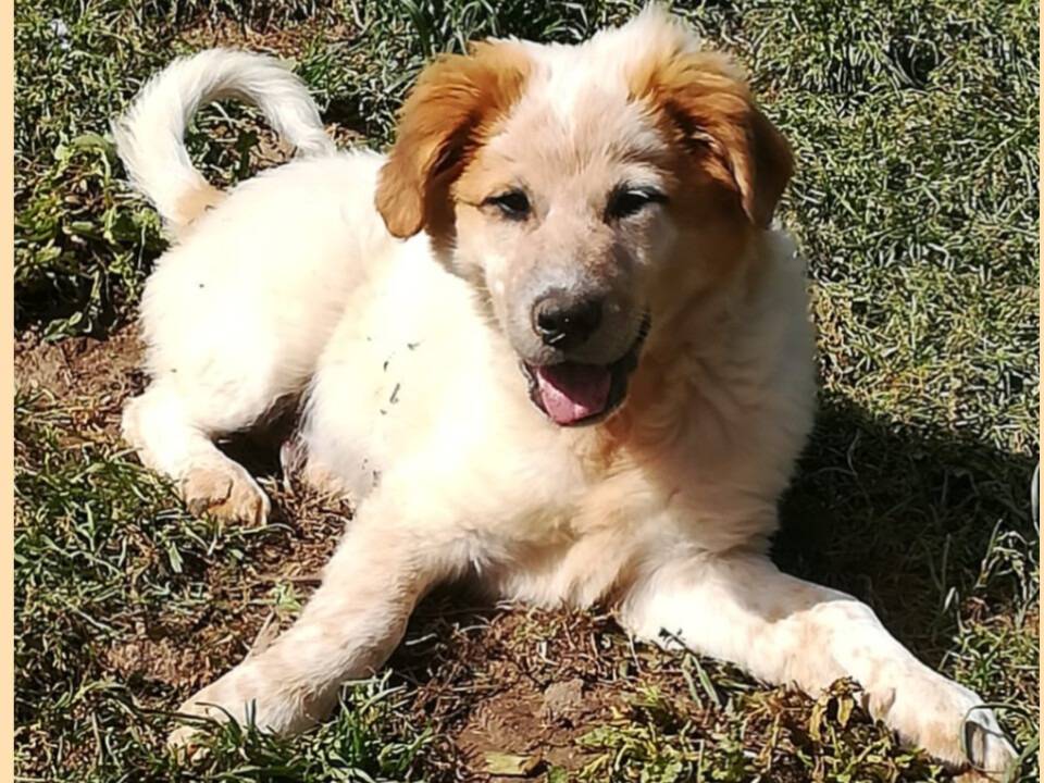 Adotta un cane, taglia grande, maschio, Varese