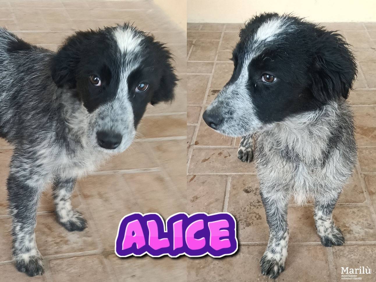 Adozione cane, femmina, Razza sconosciuta Razza sconosciuta, 6 mesi, taglia grande, Roma