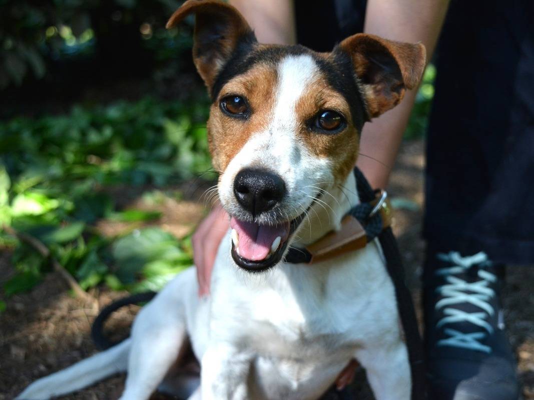 Adozione cane, femmina, Jack Russell Terrier Razza sconosciuta, 2 anni e 1 mese, taglia piccola, Roma