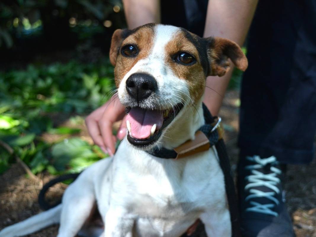 Adotta un cane, femmina, 2 anni e 1 mese, Roma