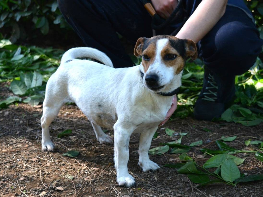Adotta un cane, taglia piccola, femmina, Roma