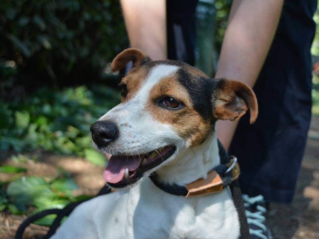 Vuoi adottare un cane a Roma?