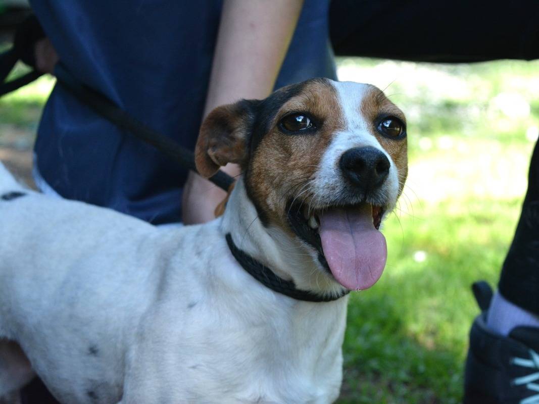 Adotta il cane Saelya a Roma