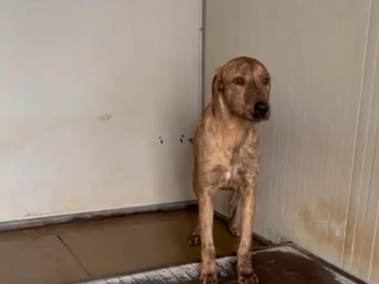 Adotta un cane, maschio, 2 anni e 4 mesi, Latina