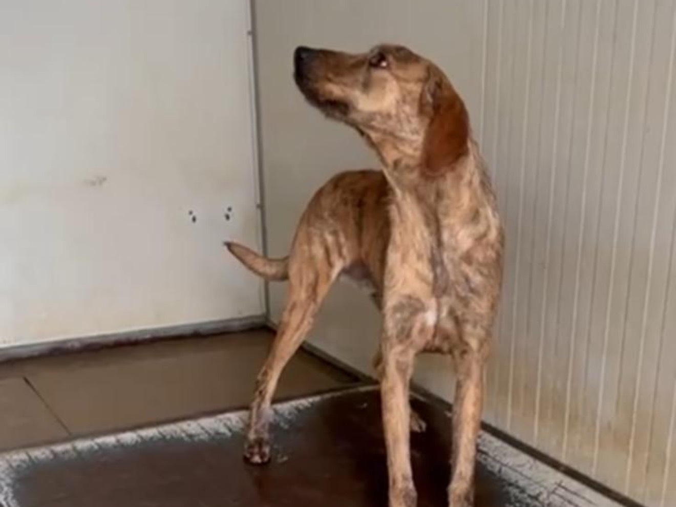 Adotta un cane, taglia media, maschio, Latina