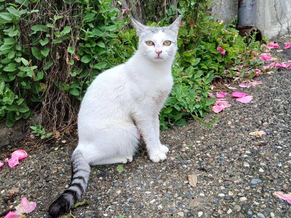 Adozione gatto, femmina, Razza sconosciuta Razza sconosciuta, 1 anno, taglia non valida, Torino