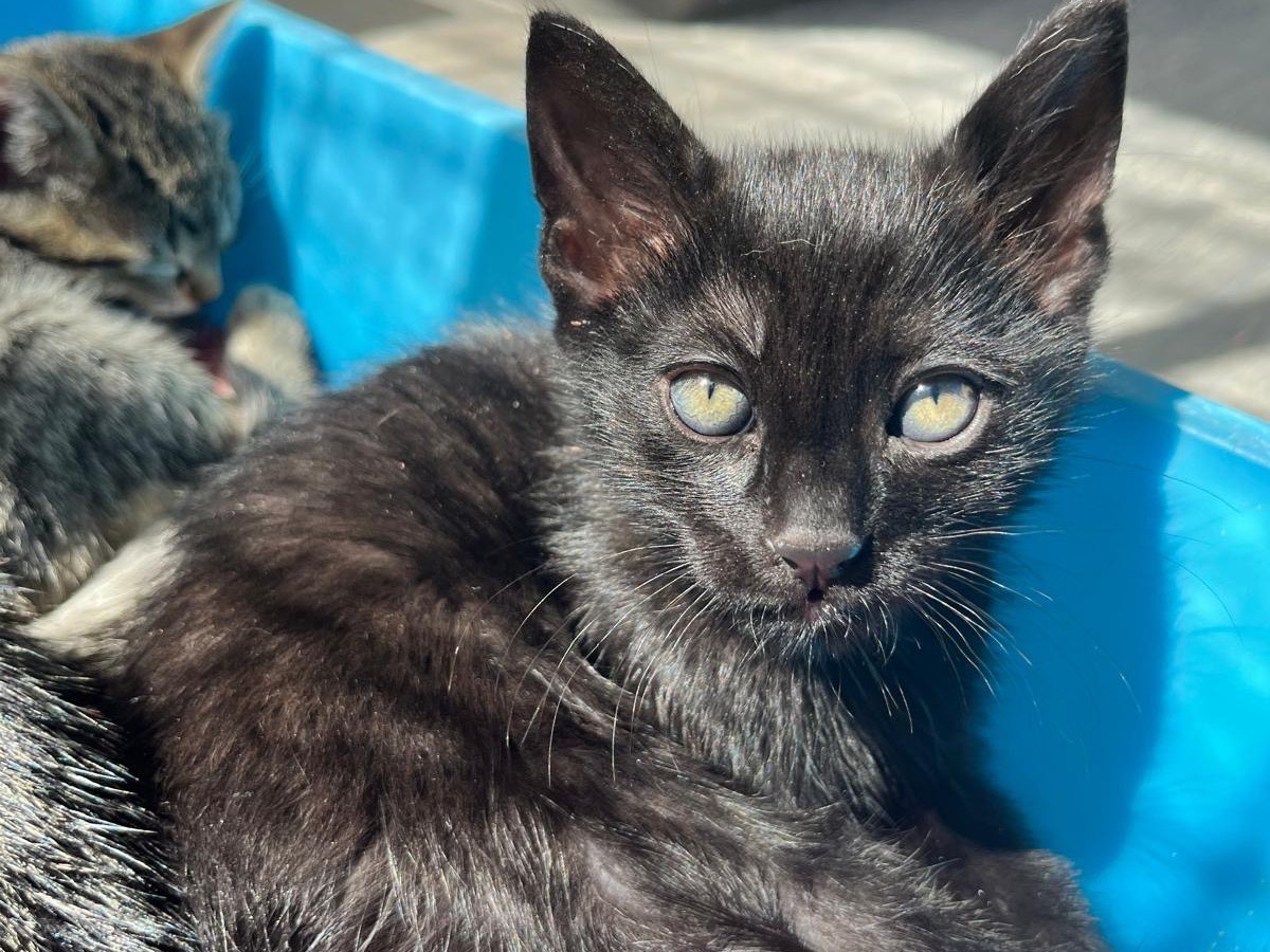 Adozione gatto, maschio, Razza sconosciuta Razza sconosciuta, 2 mesi, taglia non valida, Treviso