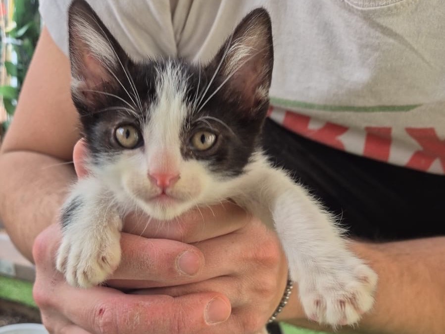 Adozione gatto, maschio, Razza sconosciuta Razza sconosciuta, 2 mesi, taglia non valida, Treviso