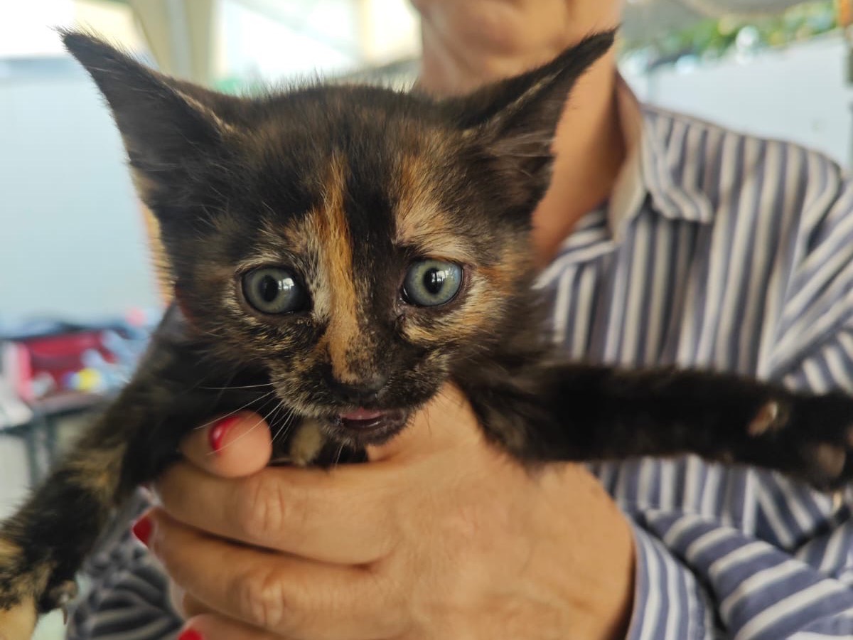Adozione gatto, femmina, Razza sconosciuta Razza sconosciuta, 2 mesi, taglia non valida, Treviso
