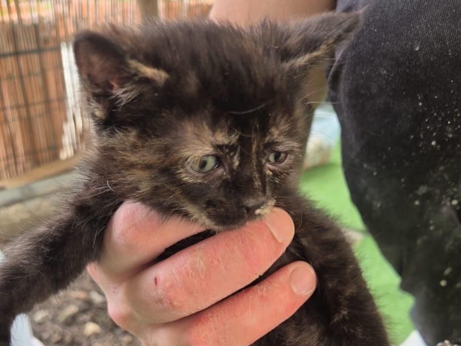 Adozione gatto, femmina, Razza sconosciuta Razza sconosciuta, 2 mesi, taglia non valida, Treviso