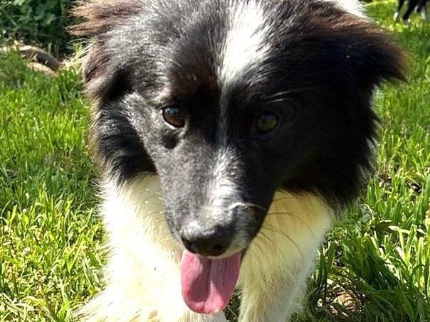 Adotta un cane, maschio, 1 anno, Palermo