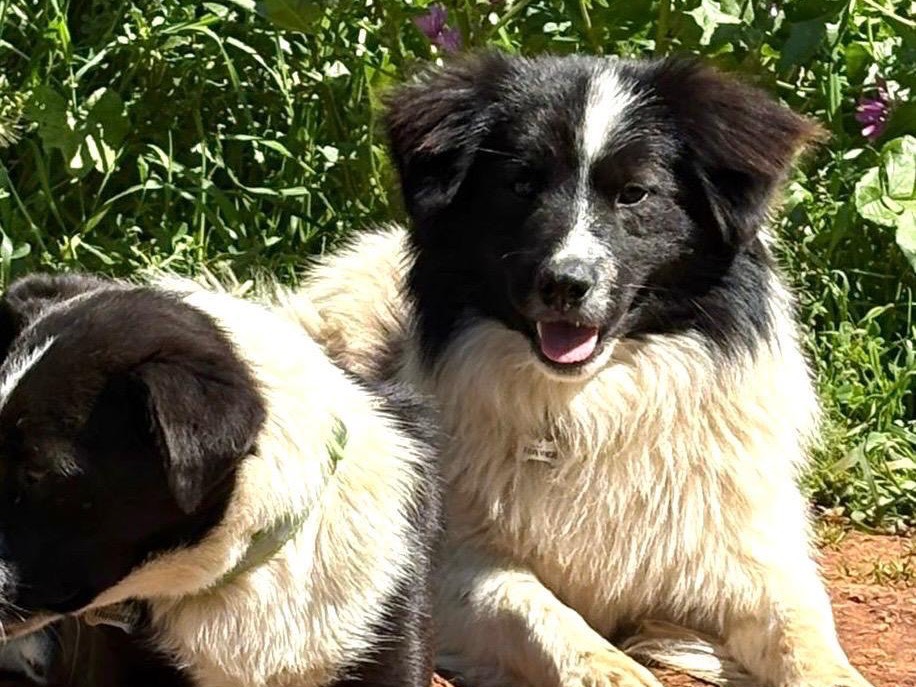Adozione cane, maschio, Razza sconosciuta Razza sconosciuta, 1 anno, taglia media contenuta, Palermo