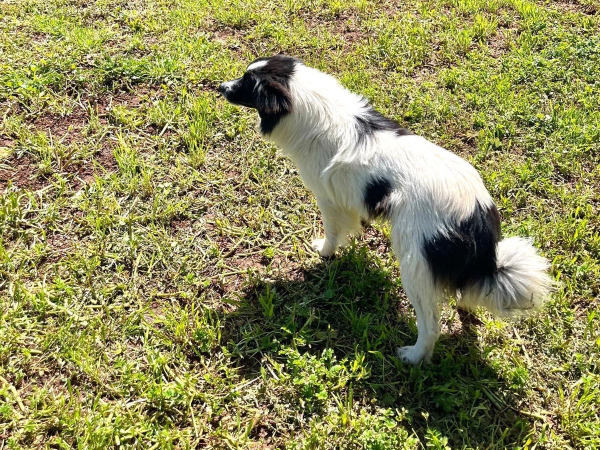 Adotta un cane, taglia media contenuta, maschio, Palermo