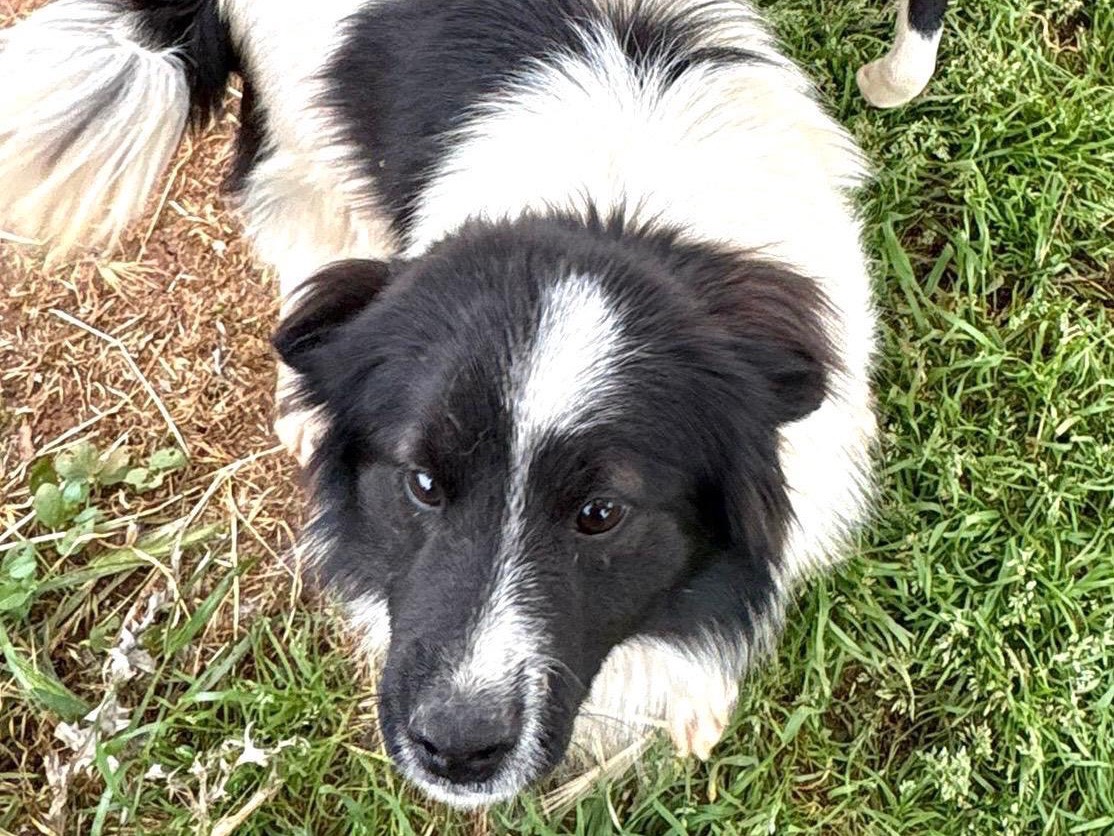 Vuoi adottare un cane a Palermo?