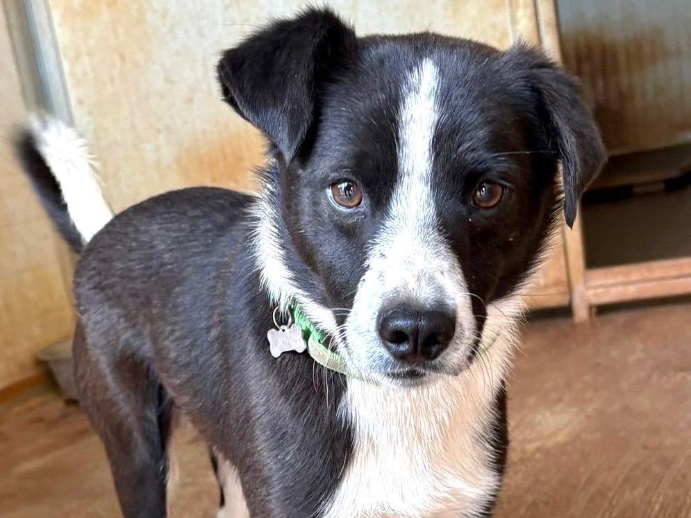 Adozione cane, maschio, Razza sconosciuta Razza sconosciuta, 1 anno, taglia piccola, Palermo