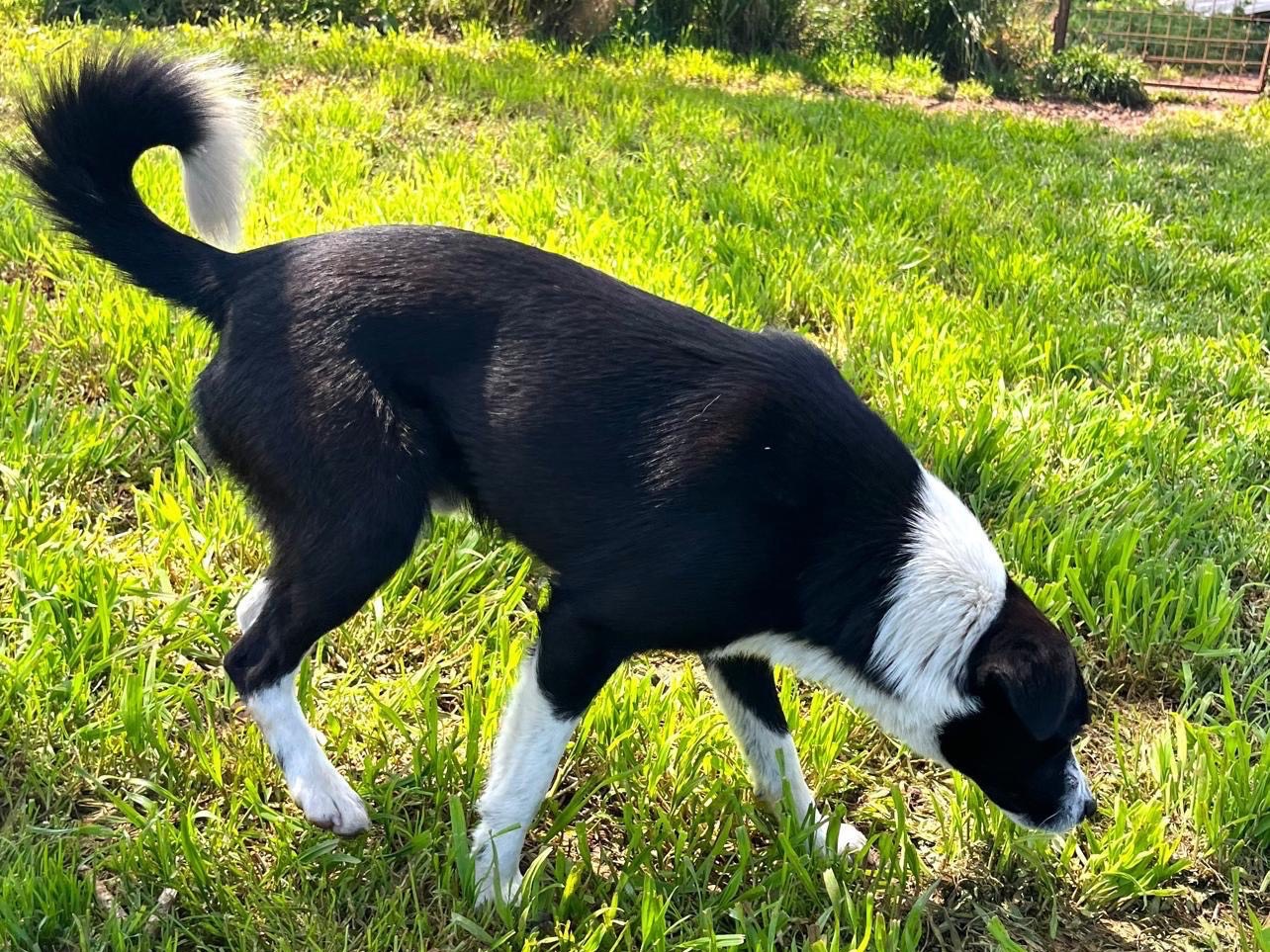 Adotta un cane, maschio, 1 anno, Palermo