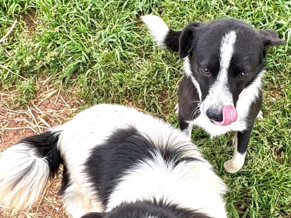 Adotta un cane, taglia piccola, maschio, Palermo
