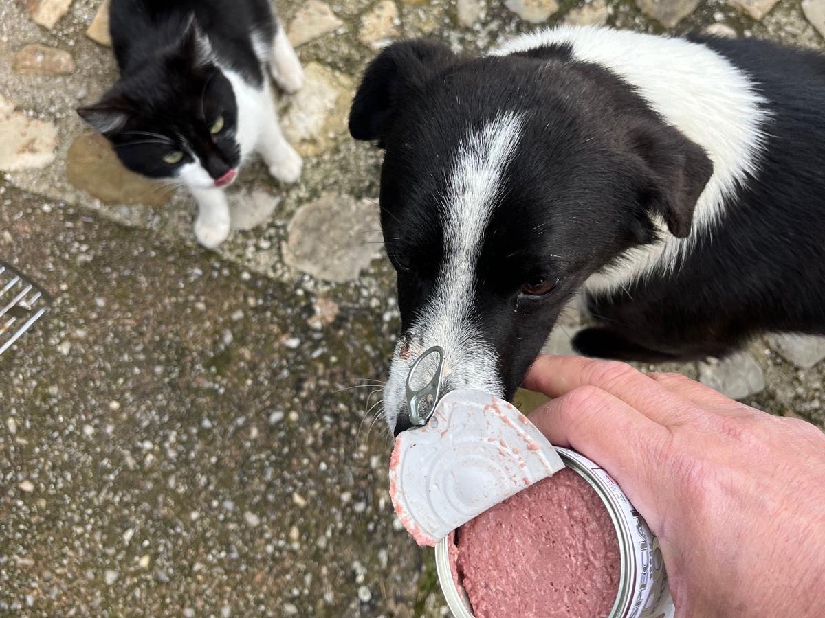 Vuoi adottare un cane a Palermo?