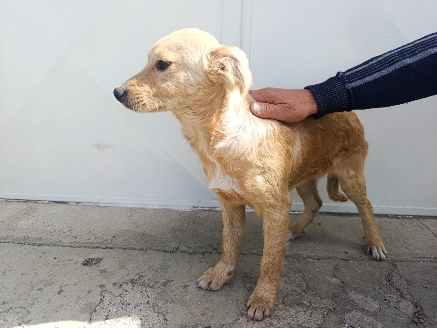 Adotta un cane, taglia media, maschio, Bolzano