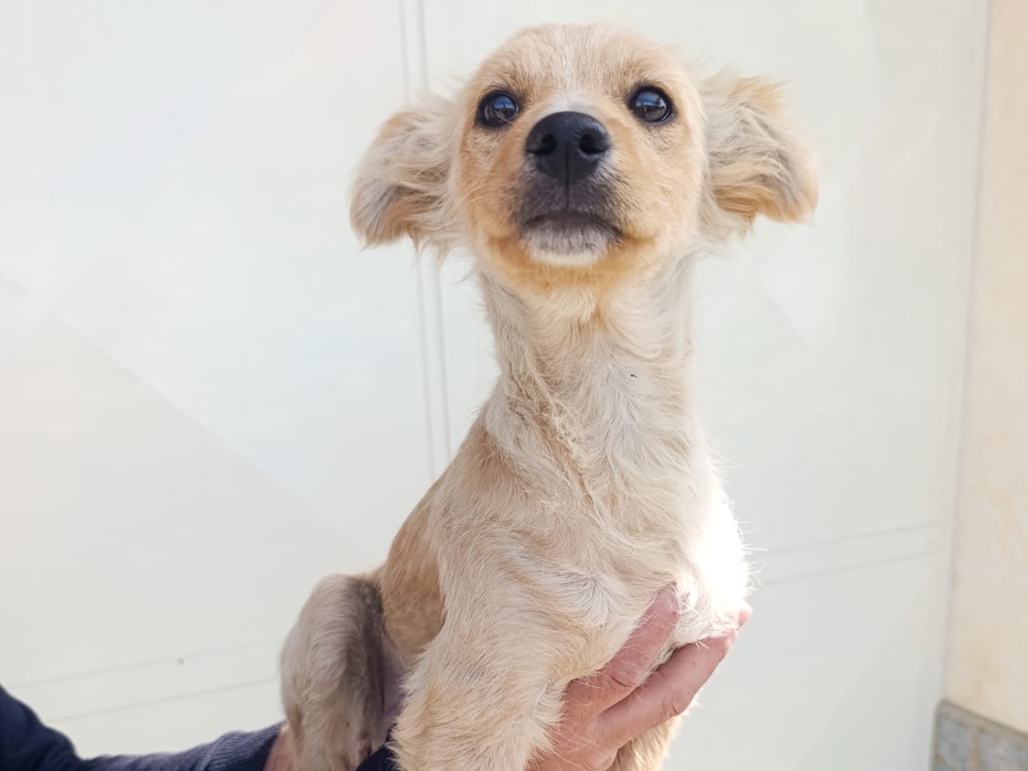 Adozione cane, maschio, Razza sconosciuta Razza sconosciuta, 5 mesi, taglia media, Trento