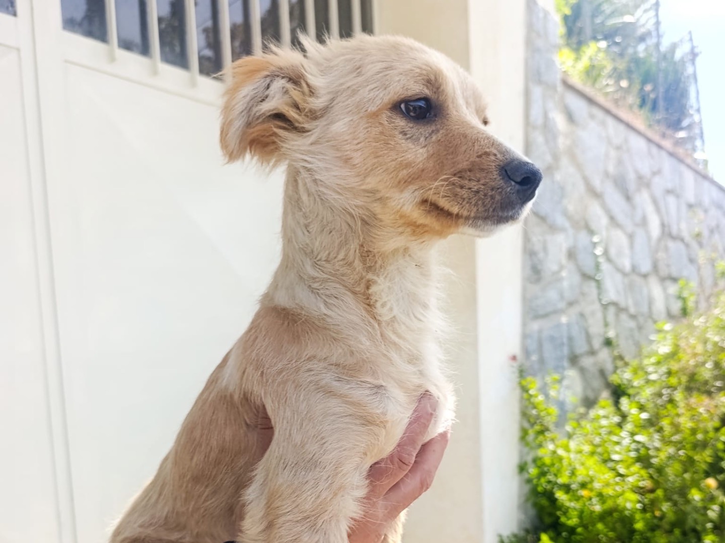 Adotta un cane, maschio, 5 mesi, Trento