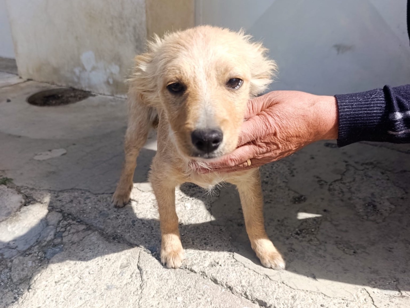 Adotta un cane, taglia media, maschio, Trento