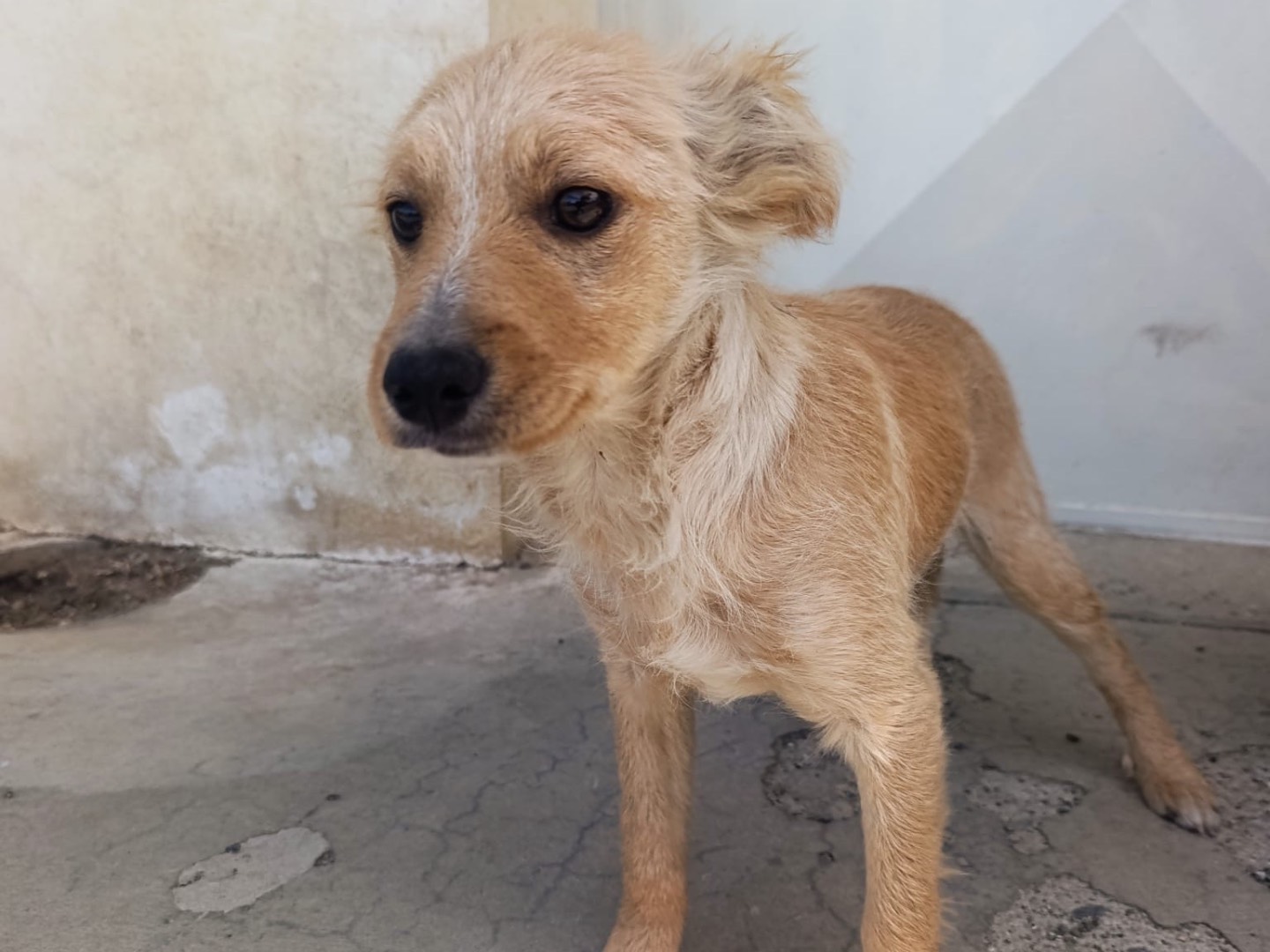 Vuoi adottare un cane a Trento?