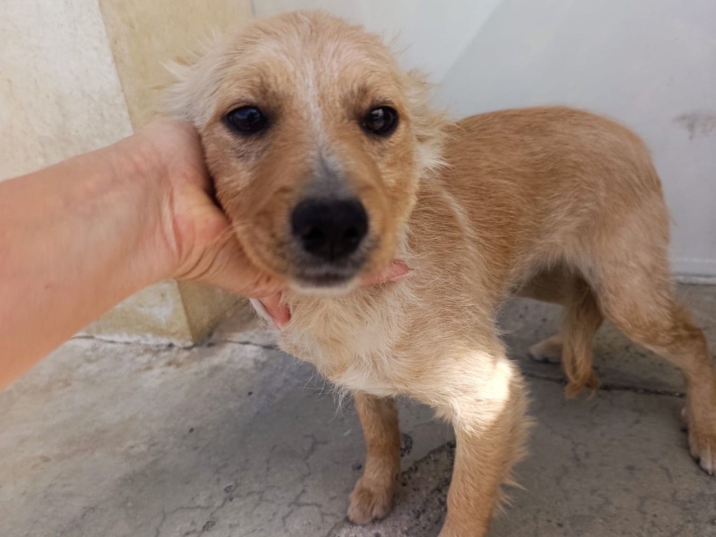 Adotta il cane Binx a Trento