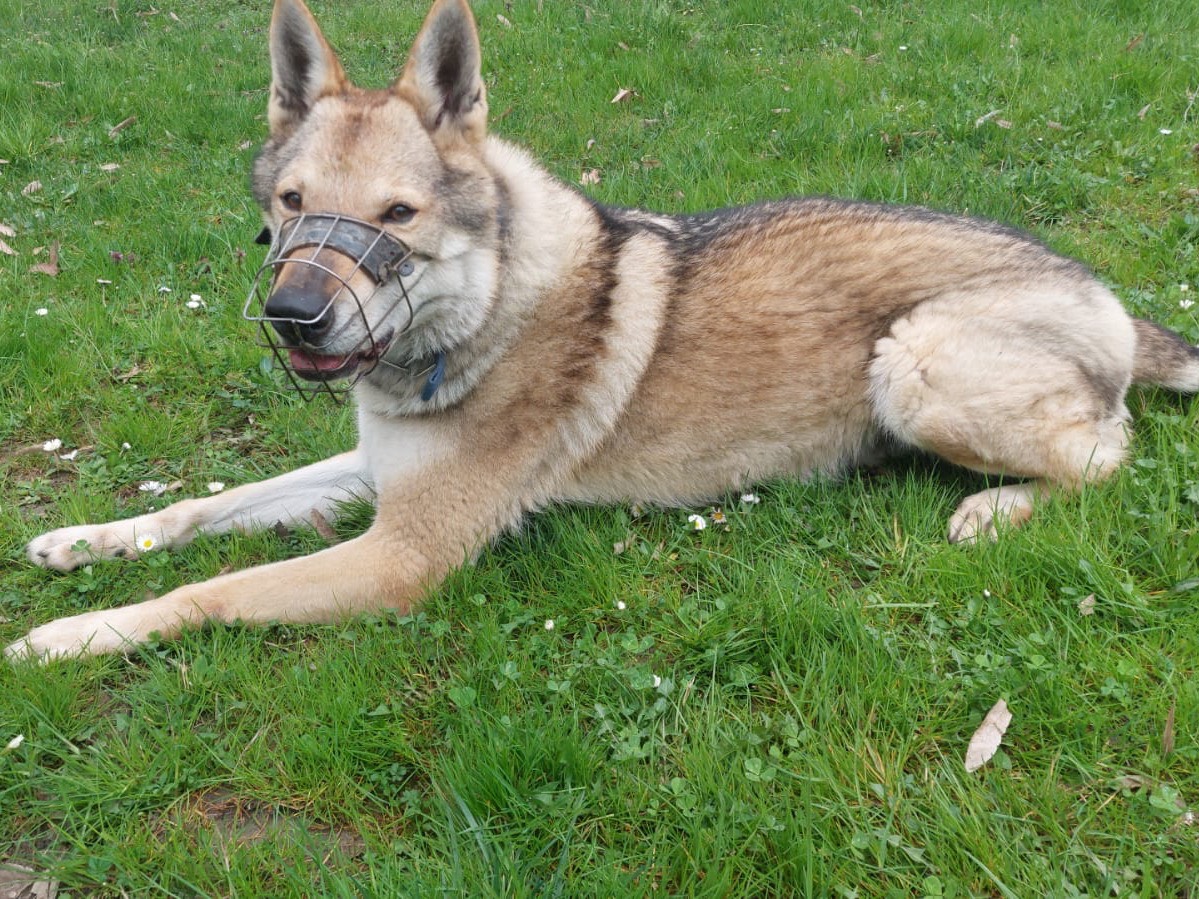 Adotta un cane, maschio, 9 anni e 8 mesi, Parma