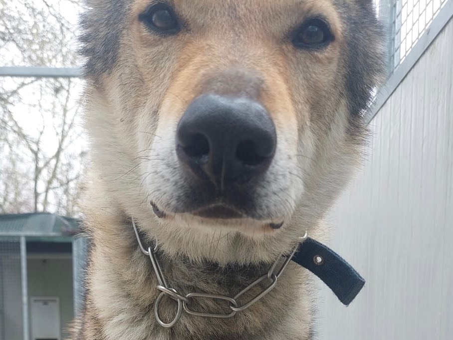 Adozione cane, maschio, Cane lupo Cecoslovacco Razza sconosciuta, 9 anni e 8 mesi, taglia gigante, Parma