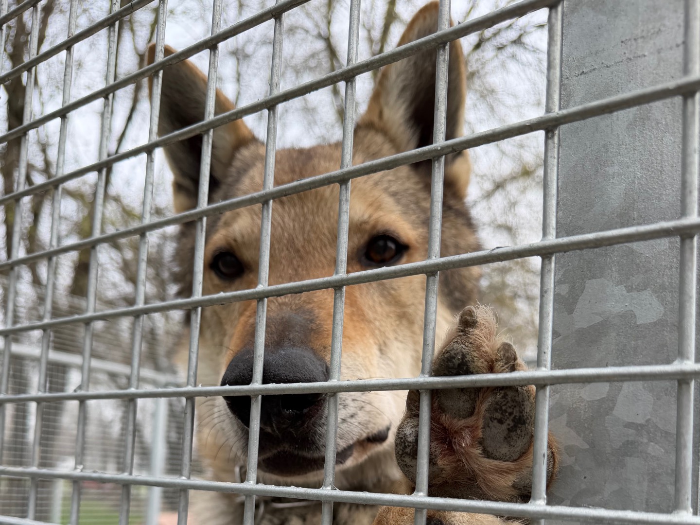 Adotta un cane, taglia gigante, maschio, Parma