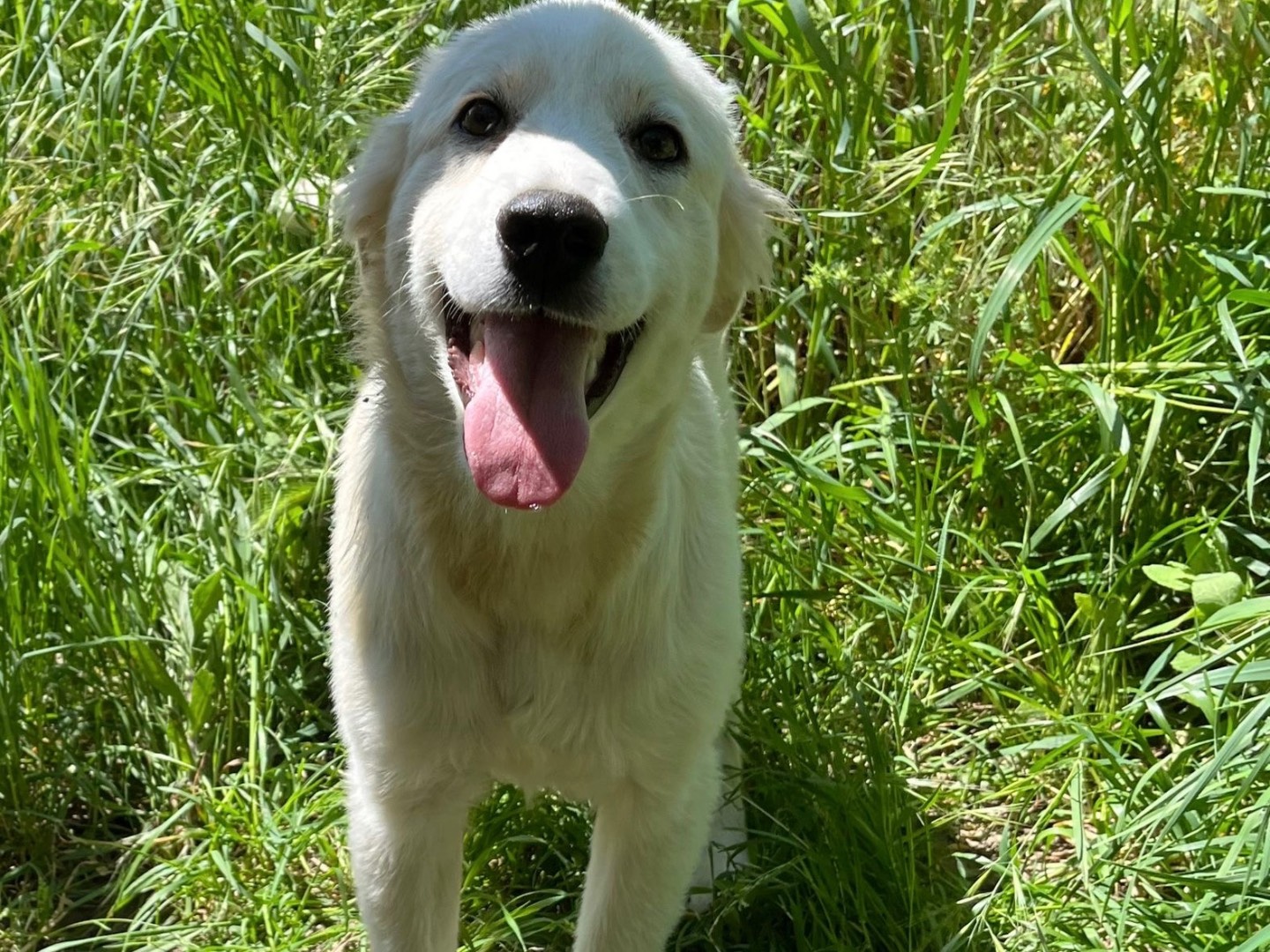 Adozione cane, maschio, Pastore maremmano Razza sconosciuta, 6 mesi, taglia grande, Novara