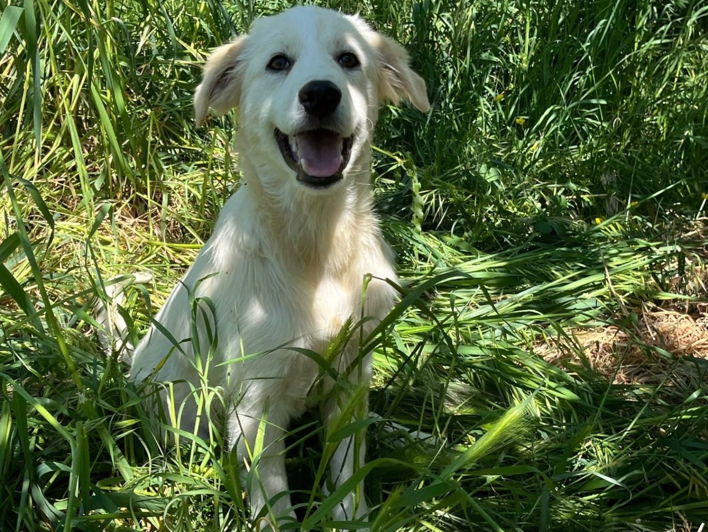 Adotta un cane, maschio, 6 mesi, Novara