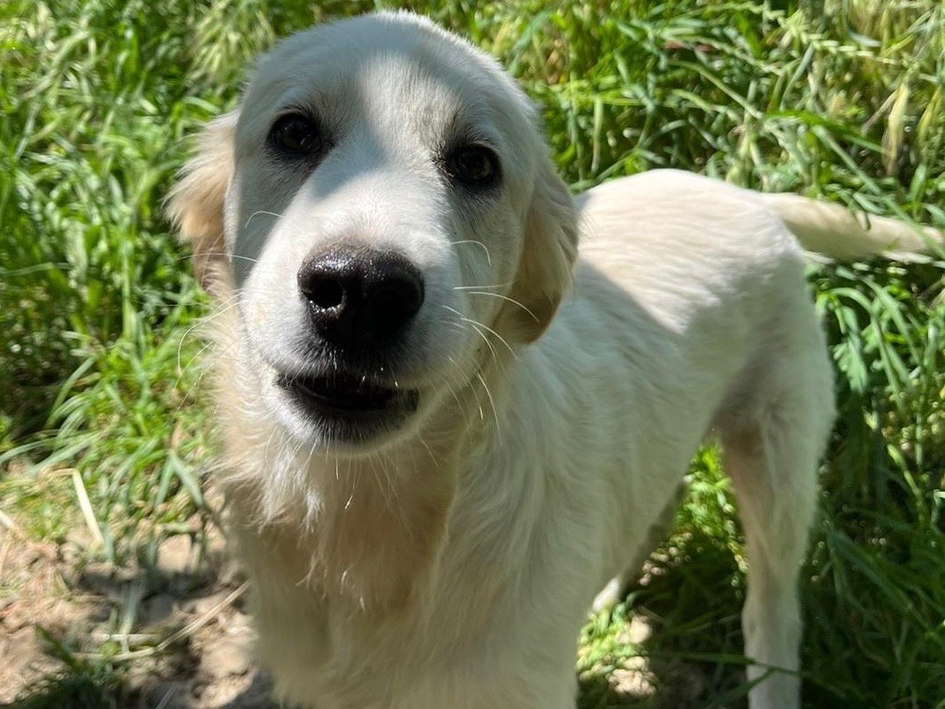 Adotta un cane, taglia grande, maschio, Novara