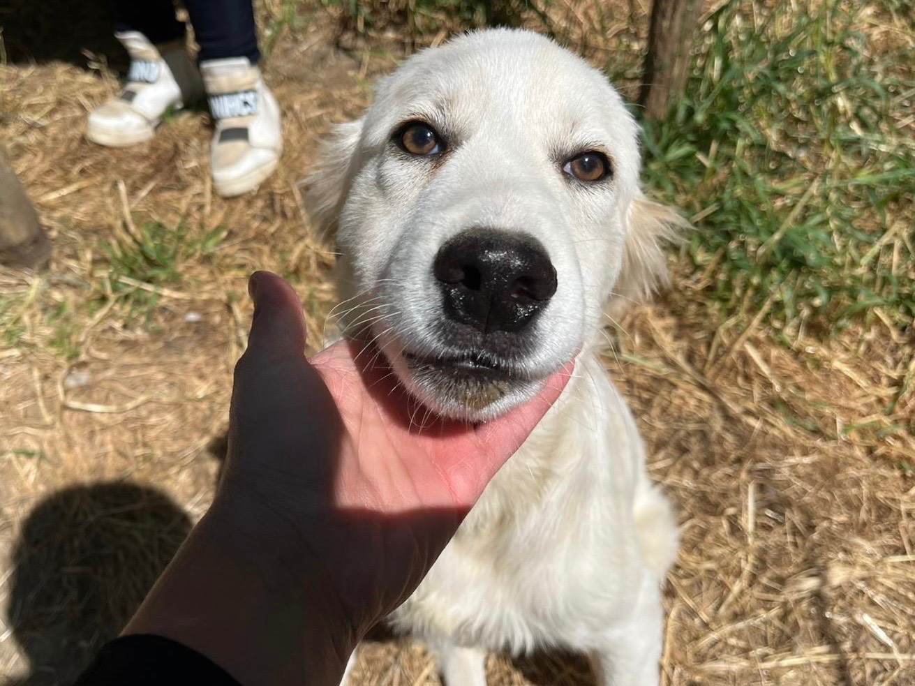 Vuoi adottare un cane a Novara?