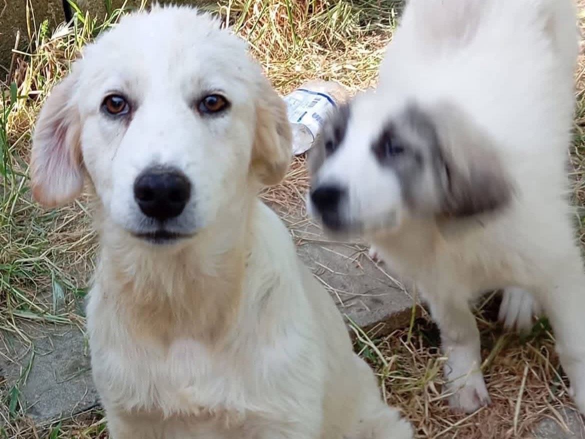 Adotta il cane Dante a Novara