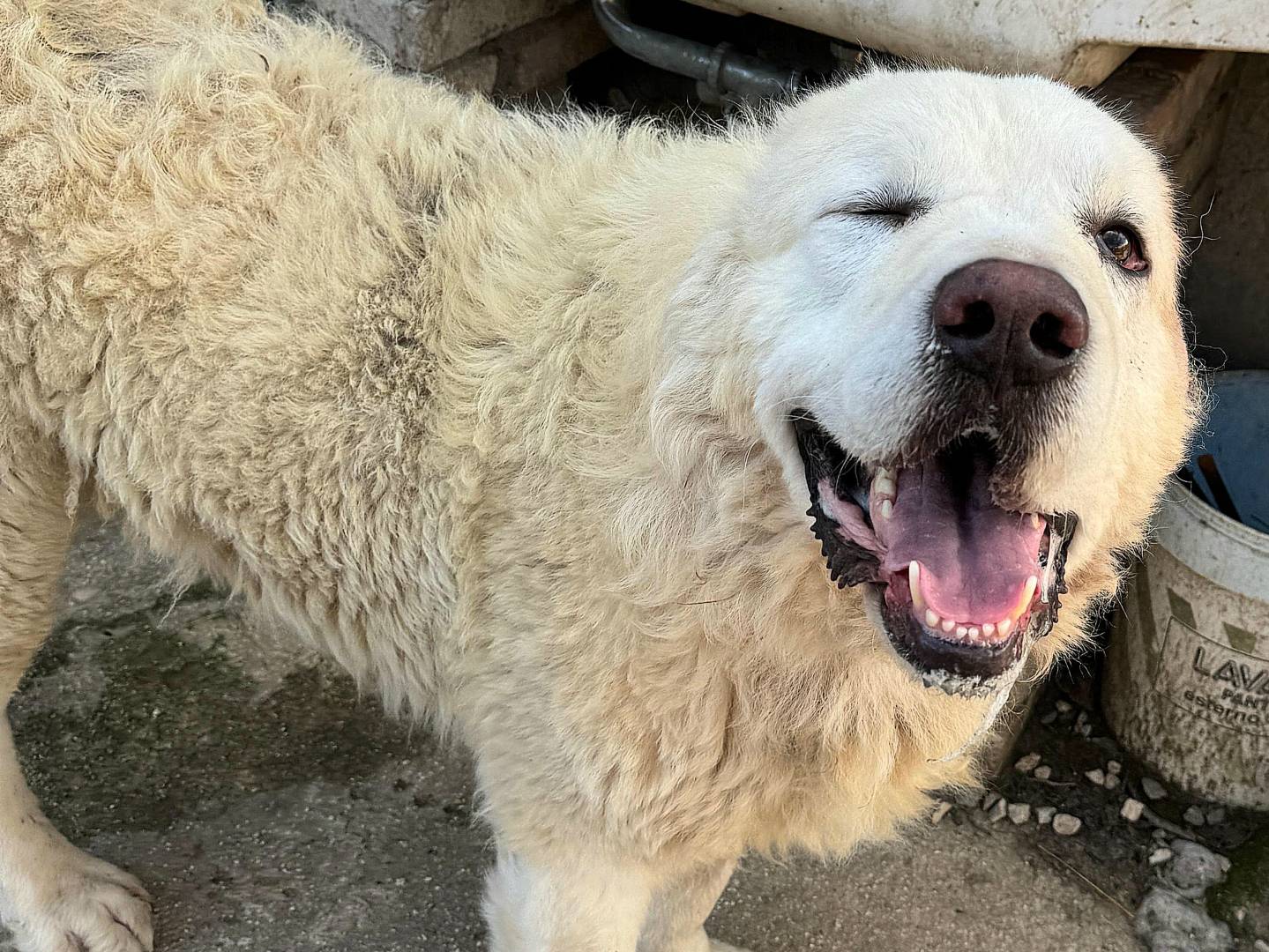 Adozione cane, maschio, Pastore maremmano Razza sconosciuta, 4 anni e 1 mese, taglia gigante, Teramo