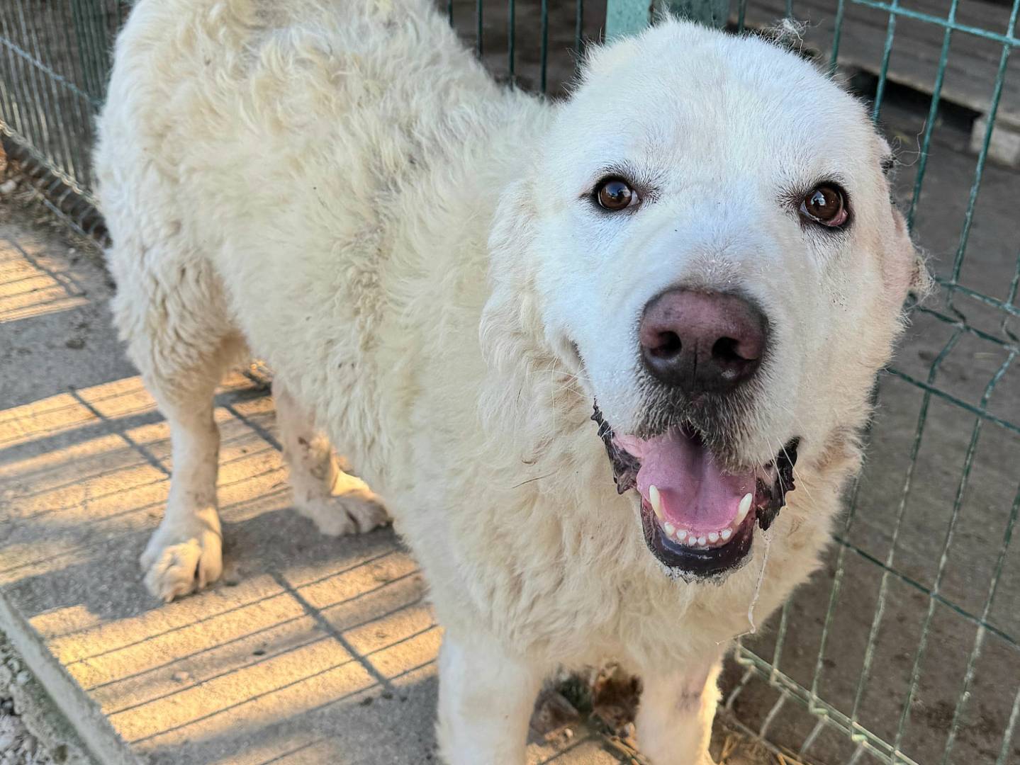 Adotta un cane, maschio, 4 anni e 1 mese, Teramo